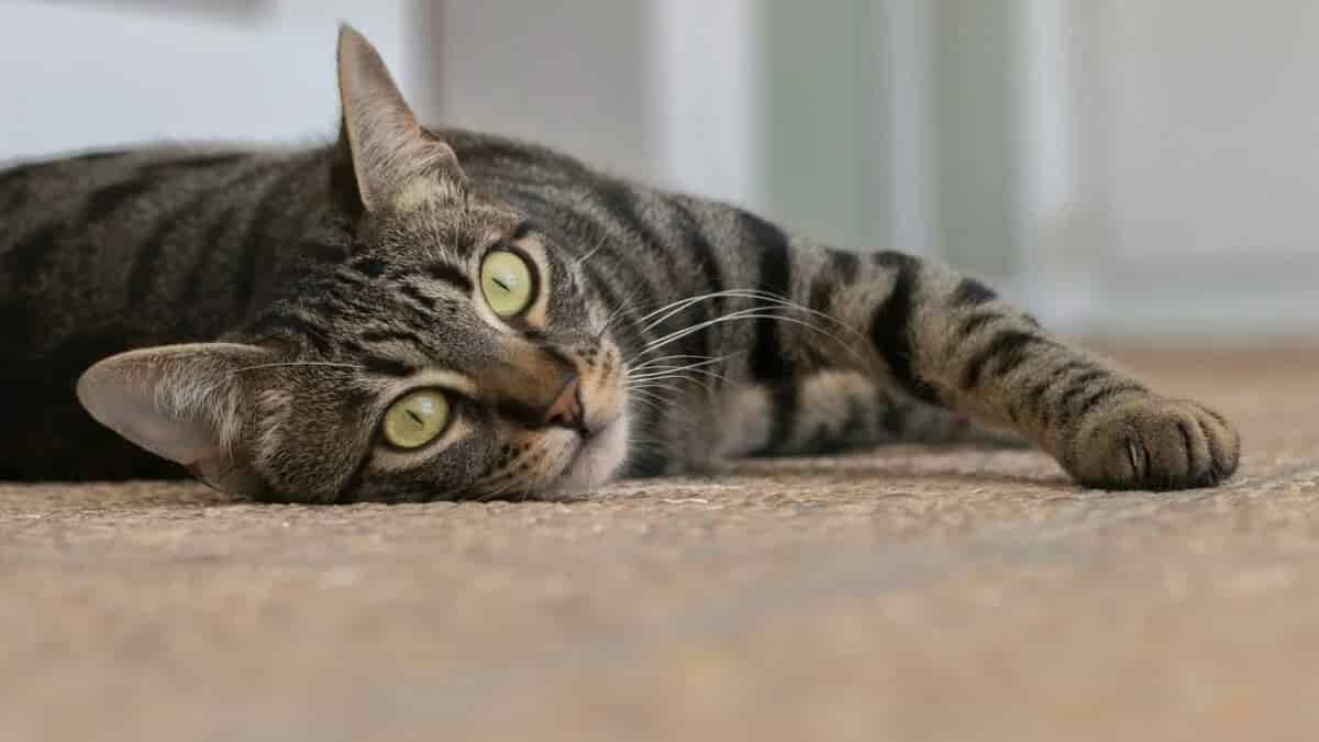 What Thanksgiving food can cats and dogs eat? What to know about giving your pet turkey and more common dishes