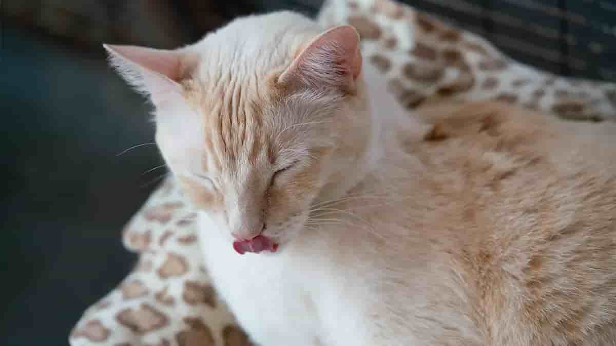 Flying cats and dogs: Pets join the exodus to Oz (some in a private jet)