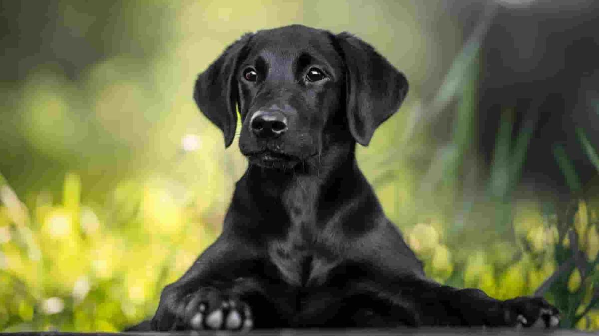 Nearly 3 years on, therapy dogs provide comfort to survivors of Nashville school shooting: "They can take your tears"