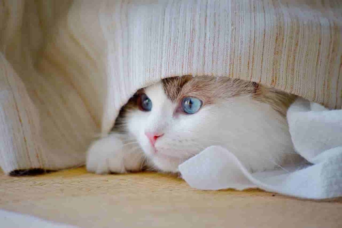 Time to register and desex your cat