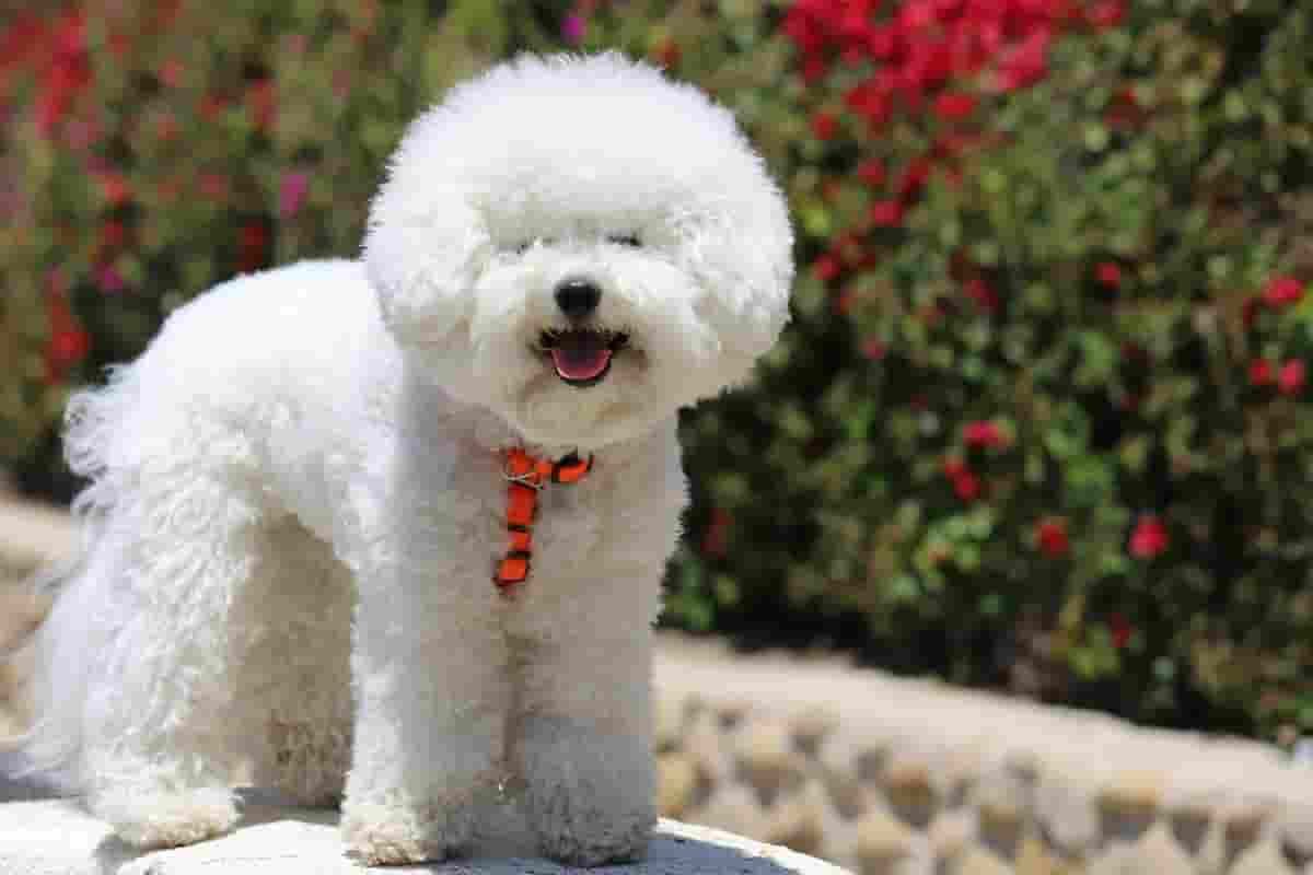 Commercial dog food contains ‘alarming’ levels of lead, mercury and other contaminants