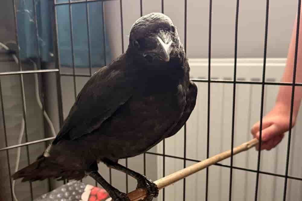 Crow returns to visit vet who treated it for a fractured wing