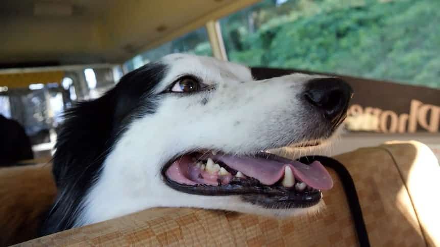 Does Your Dog Have Seasonal Allergies? These Vet Tips Should Help Ease Your Pup's Discomfort
