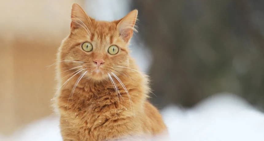 Dogs and cats can also suffer from allergies, but there are ways to help our furry friends