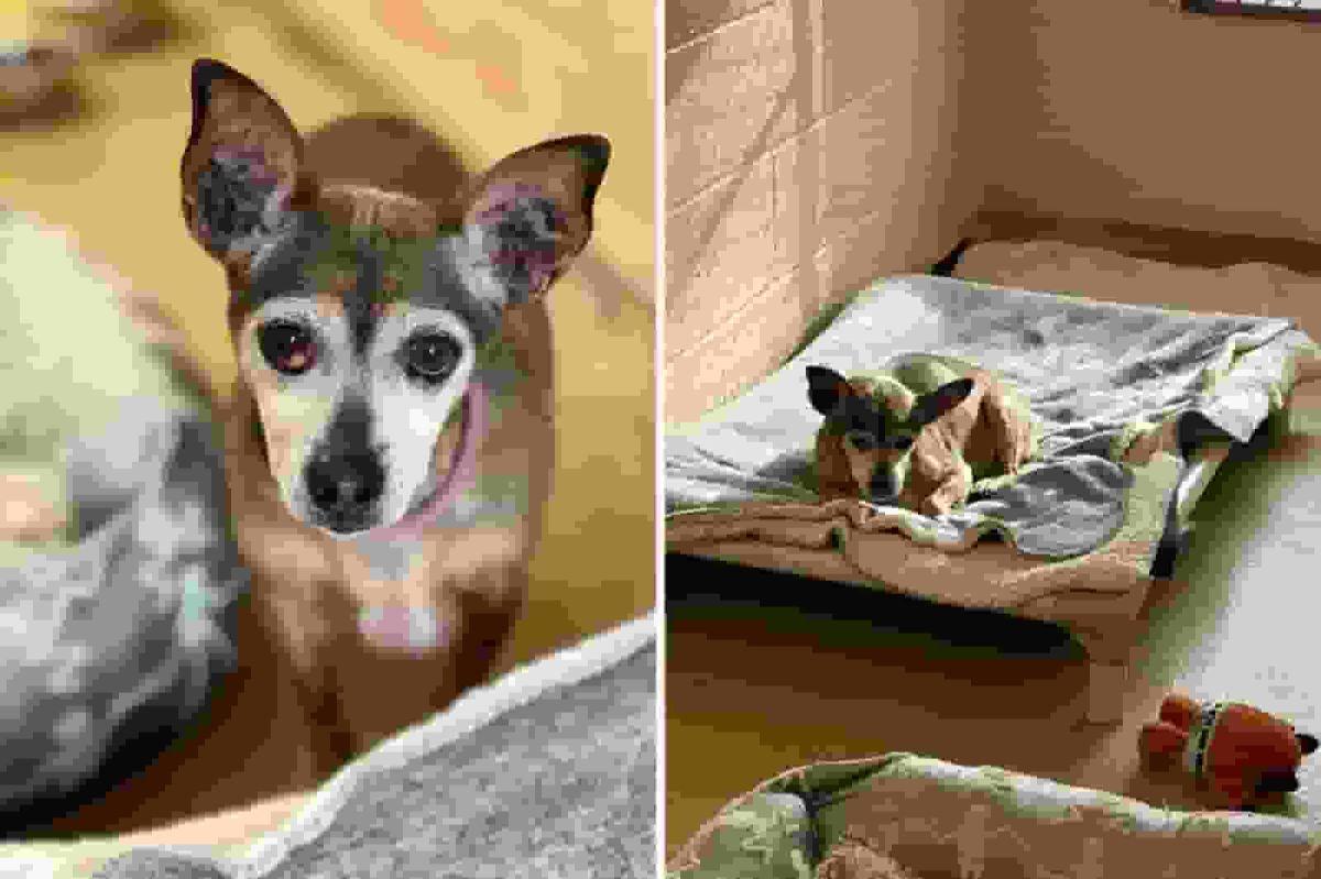 Shelter Gets Call About a Senior Dog—Then Staff Finds His File From 2016