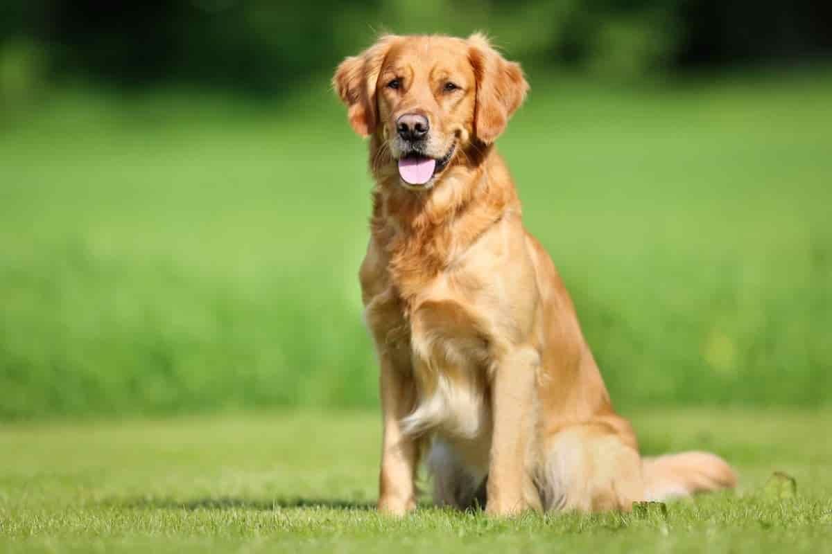 Tears at Moment Dog Realizes Recently Deceased Owner Is ‘Actually Gone’