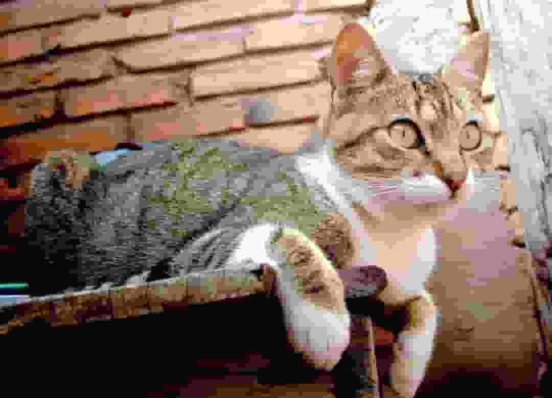 Woman Wondered If Cat Missed Her When She Was Gone—Then She Checked Petcam