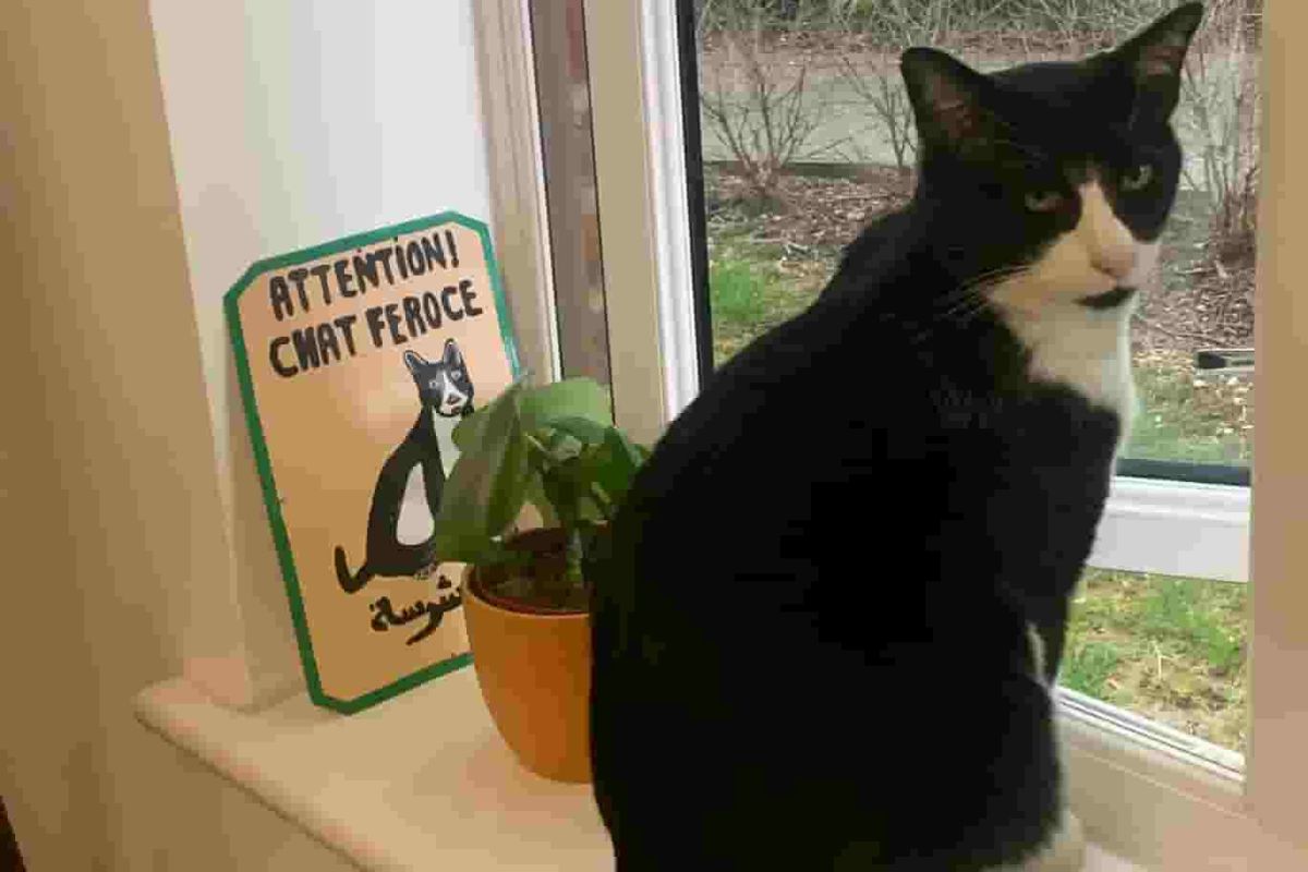 Ban Scottish households from letting cats outside without a lead, report urges