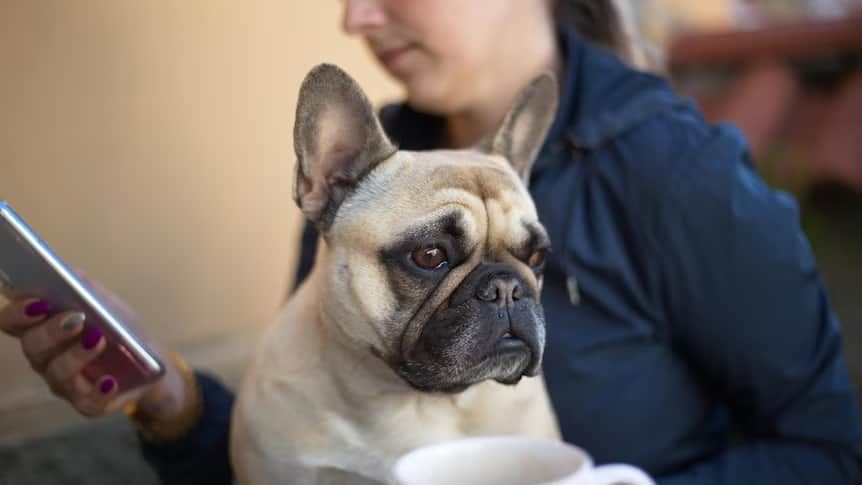 How can you be a more responsible dog owner? Readers gave us their dos and don'ts