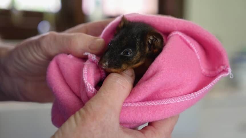 Local WA governments frustrated with rate of cat law reforms