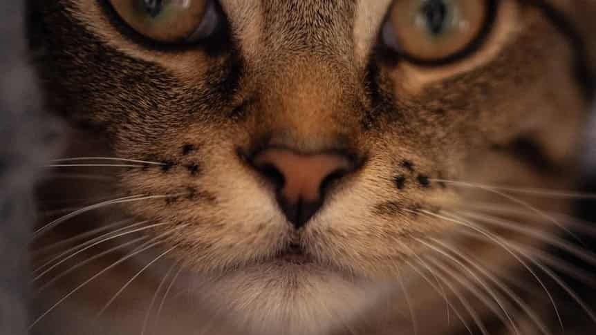 Regional council apologises for euthanasing pet mistaken for feral cat