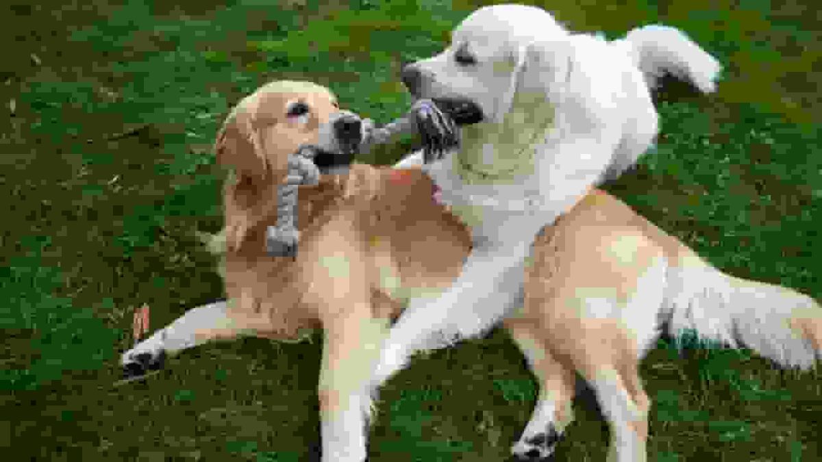 Neighbor Dogs 'Asking' Golden Retriever to Come Play Are Just Like Little Kids
