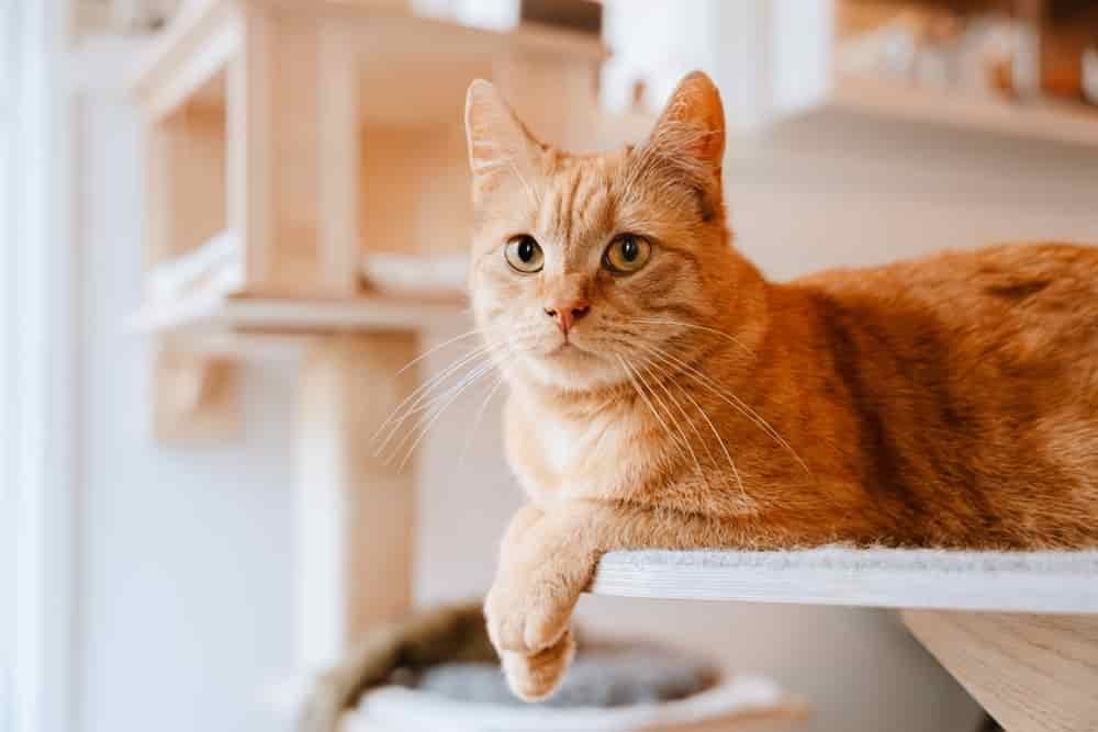 Why Your Cat Can’t Go Without Food