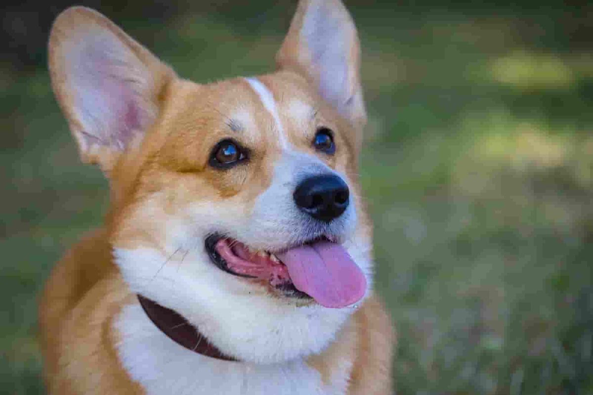Tears at What One-Eyed Rescue Dog Does ‘Every Night’ in Forever Home