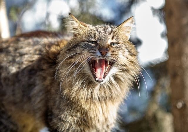 Australian government declares 'war' on feral cats