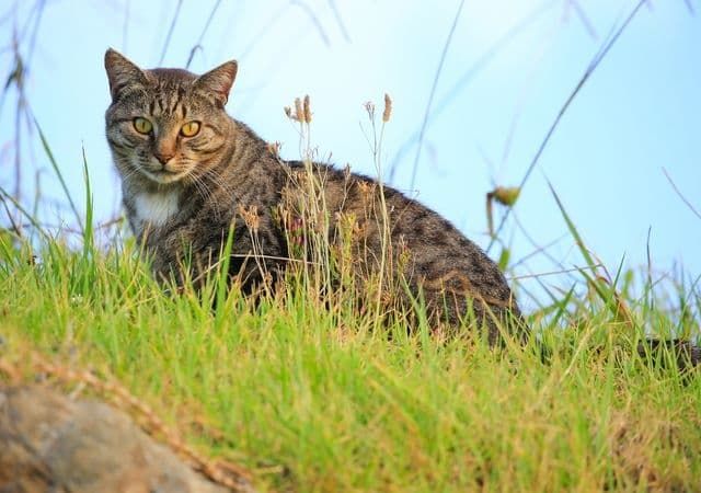 Children's cat-killing contest axed following backlash in New Zealand