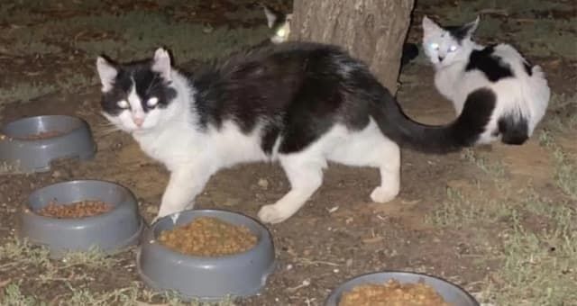Claws out: Rescue shelter caught in stray cat stand-off