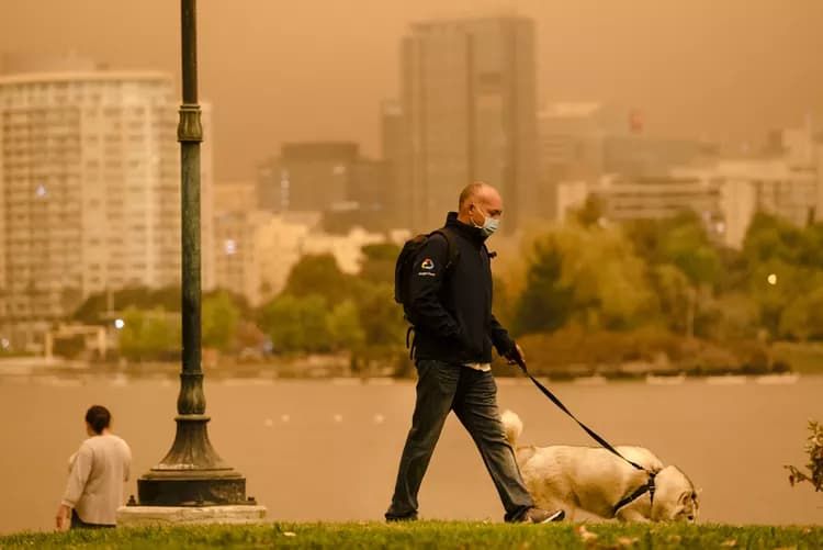How To Keep Your Pets Safe From Wildfire Smoke