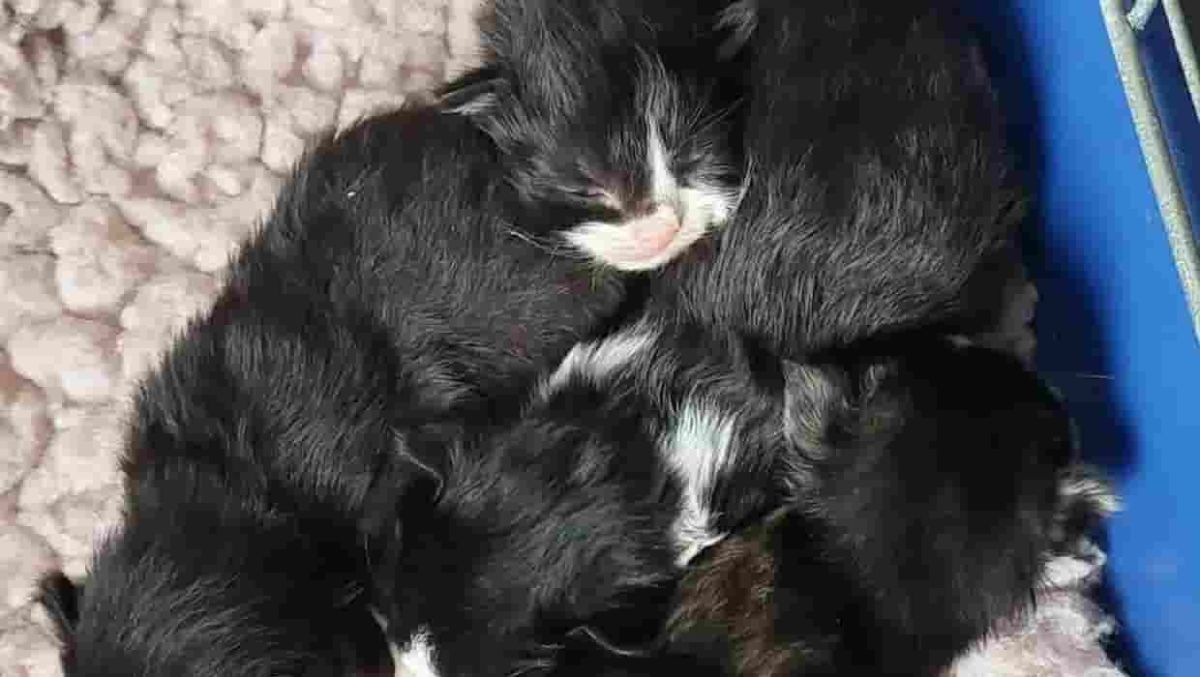 Renewed call to microchip domestic cats