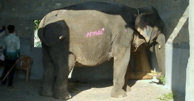 Pink elephant photoshoot in Jaipur under investigation over animal welfare