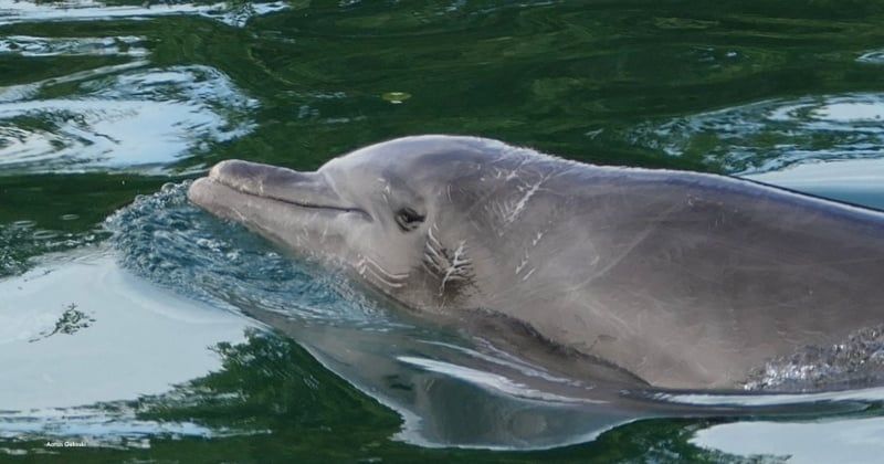 Shocking Report Uncovers Dolphin Suffering TUI Hides from Tourists