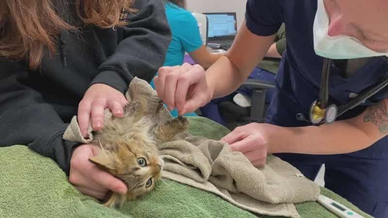 Kitten rescued after paws get frozen stuck to semi-trailer