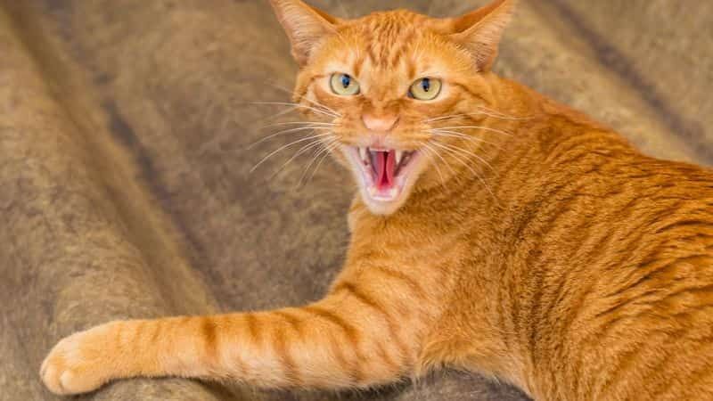 Plane forced to return to airport after cat attacks pilot