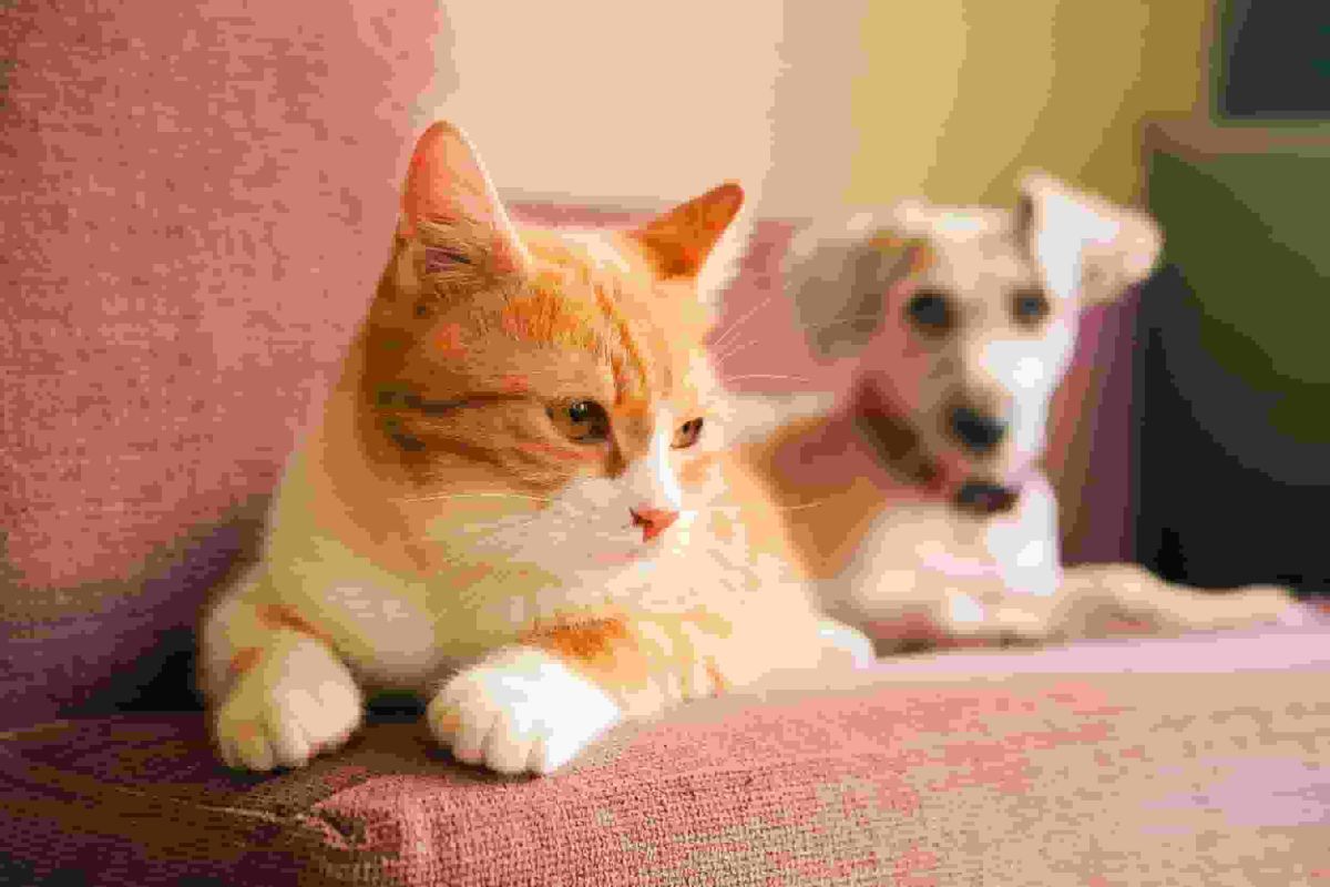 Los Angeles officials warn against raw pet food as H5N1 bird flu infection in cat confirmed
