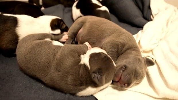 Texas dog rescue provides safe haven for pregnant pups