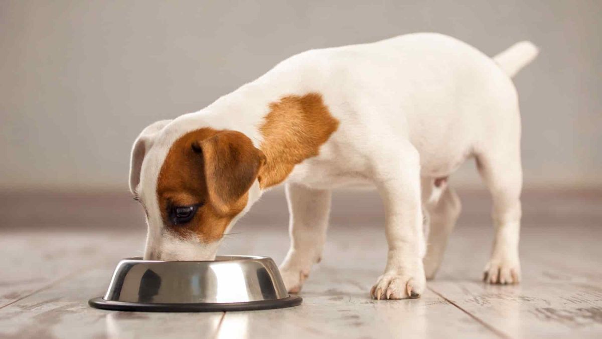 Dog Who Can’t Help But Sing When Phone Rings Wins Pet of the Week