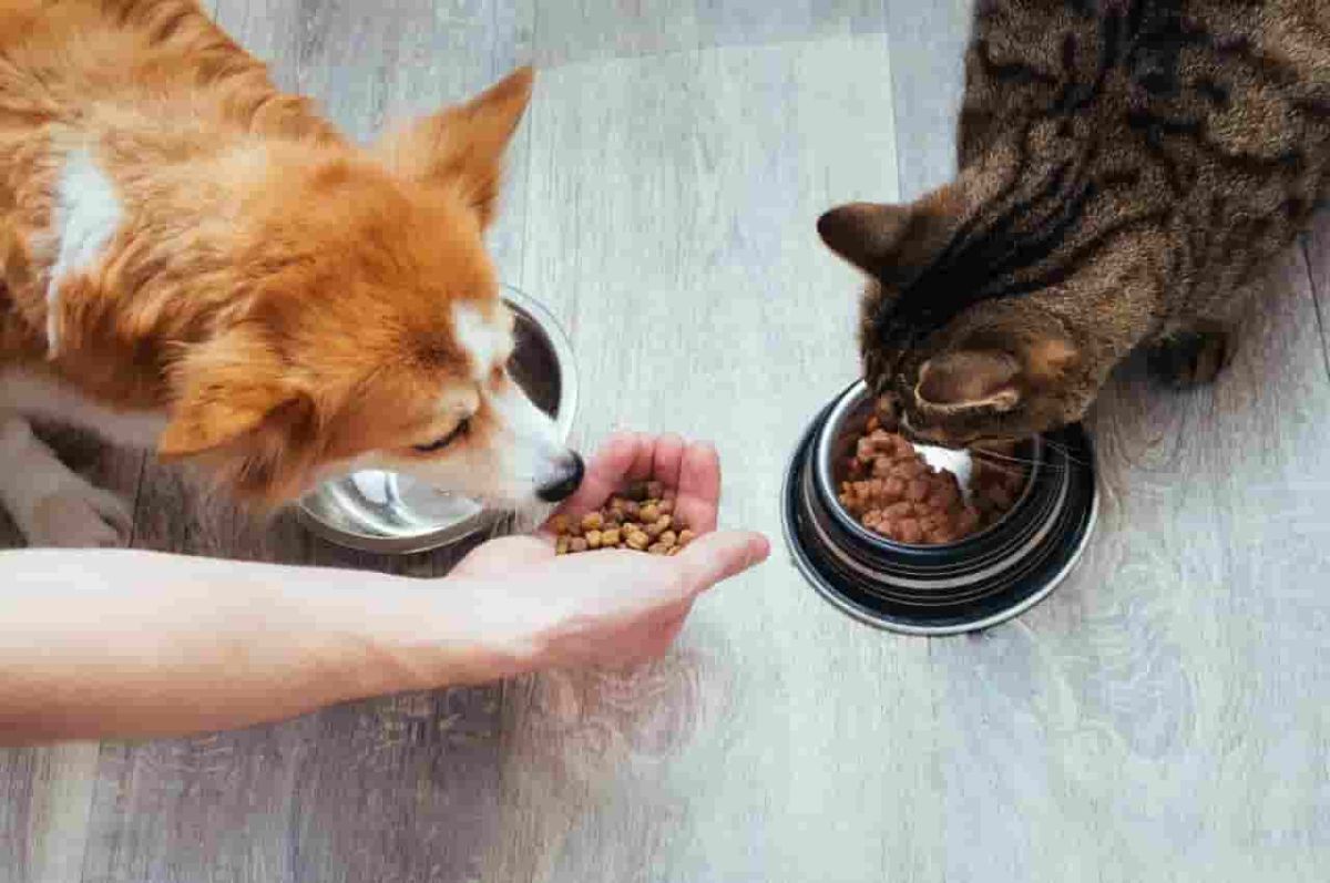 Balancing bowl and brain: Tips for maintaining a healthy weight for your pet