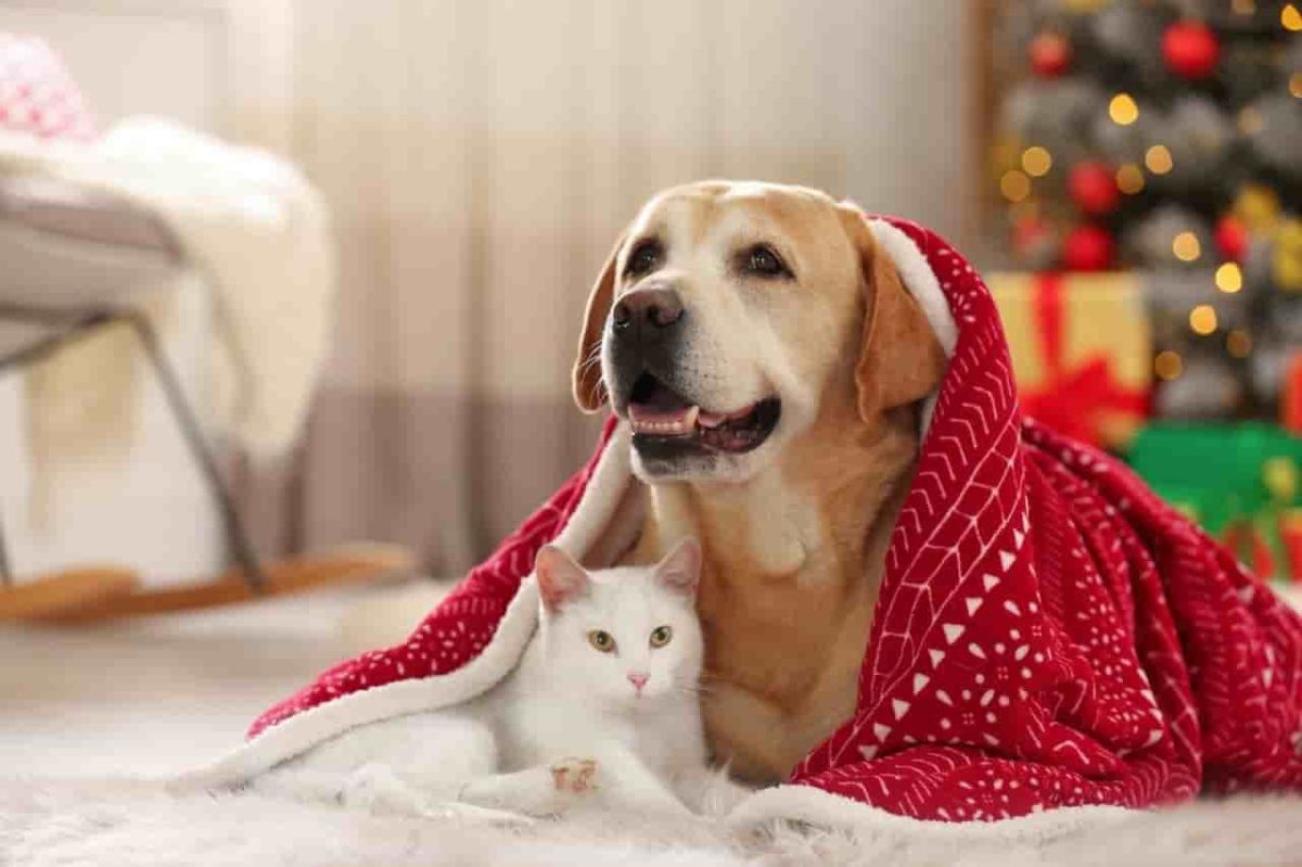 Honoring your bond during the holiday season
