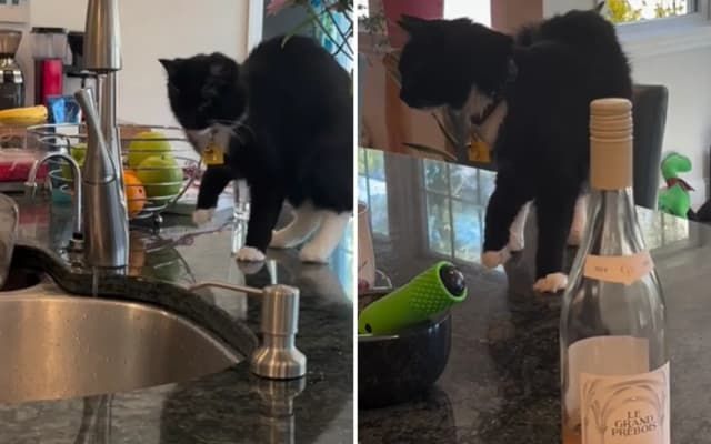 Cat Suddenly Starts Limping—Owner in Hysterics As She Realizes the Problem