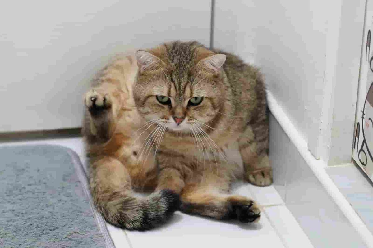 Woman Buys New Bathroom Accessory, Hysterics Over How Cat Reacts