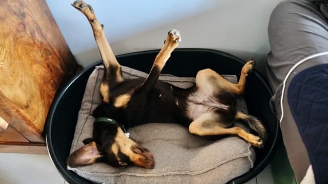 Dog Trainer Reveals 5 Signs Your Pup Feels Emotionally Safe at Home