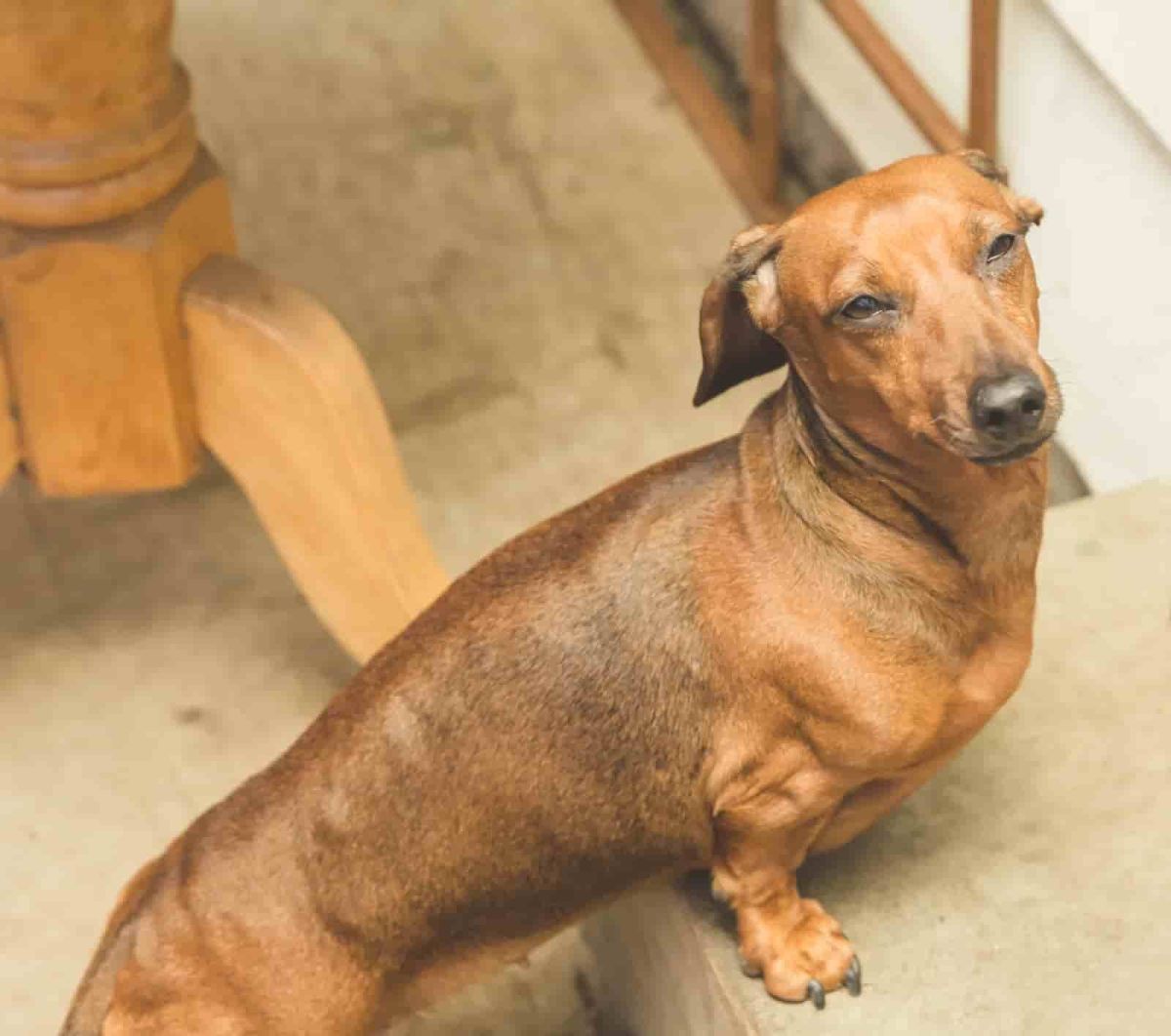 Watch As Dachshund Learns To ‘Tip Toe’ After Being Banned From Upstairs