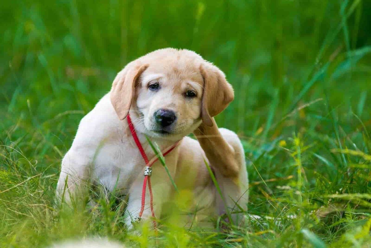 Tiny Puppy Found Alone With No Family but One Woman Changed Her Fate