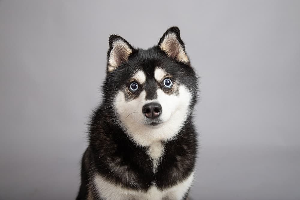 Woman Adopts Dog, a Decade Later Makes Shocking Realization: ‘I’m So Sorry’