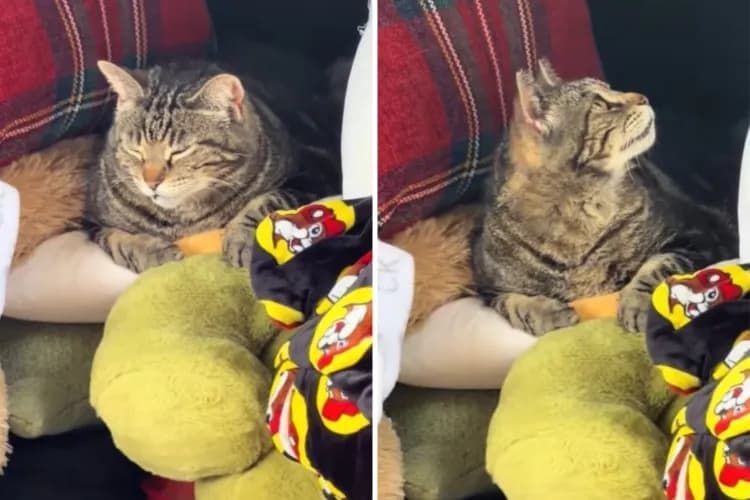 Stray Cat Realizes Couple Are Moving Out, Tears At How He ‘Packed Himself’