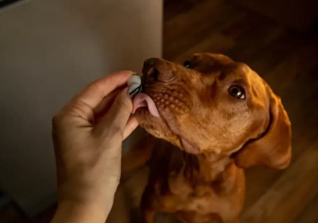 Vets Reveal the Six Things To Look For in Dog Probiotics