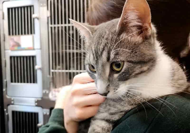 Shelter Cat Melts Hearts by Finding Love in Surprising Place