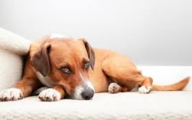 Hysterics at How Owner Catches Dachshund Working on Her Tan: ‘Just a Girl’