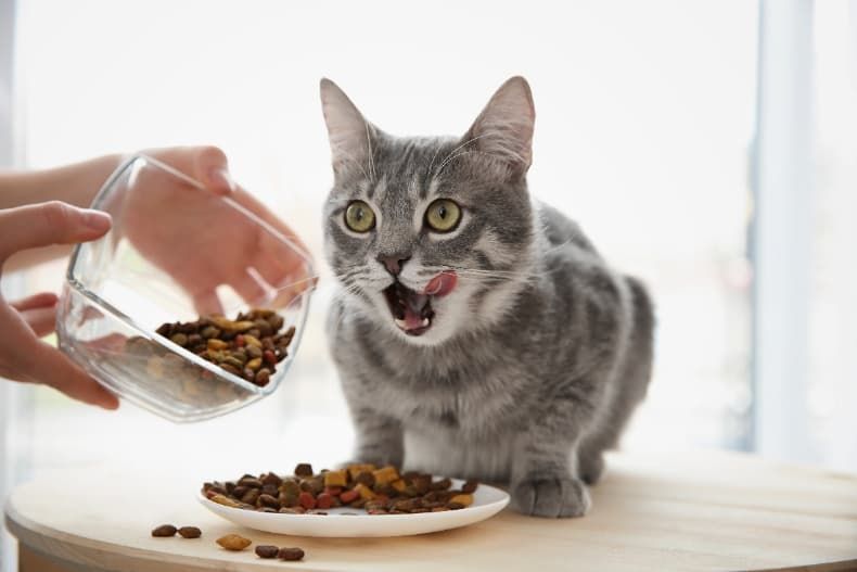 How to decide between wet or dry cat food?