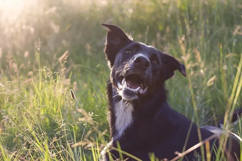 How do I clean my dog’s ears?