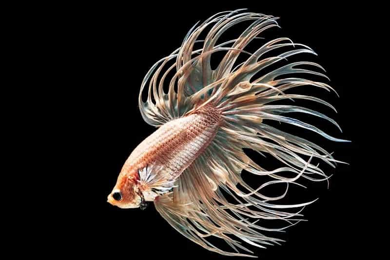 6 fish types that make the best pets for first time fish owners