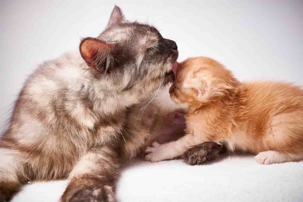 Cat Feeding Guide: What to feed kittens, adult cats and senior cats