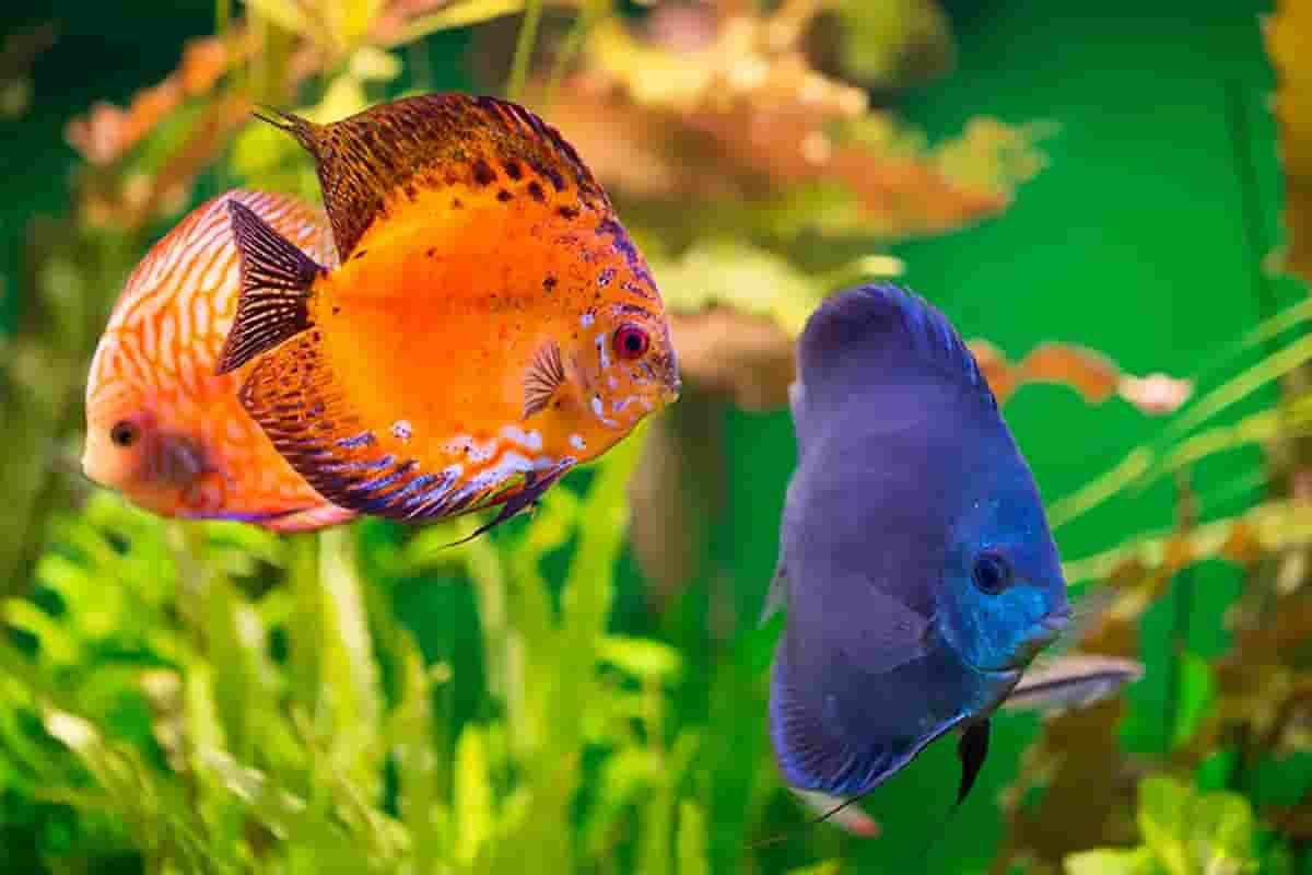 Best way to care for and feed fish while on holiday