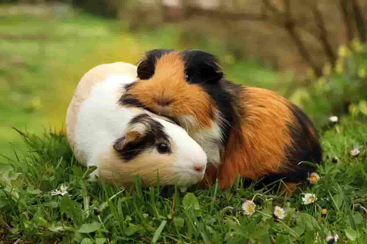 How to care for small pets when it’s hot