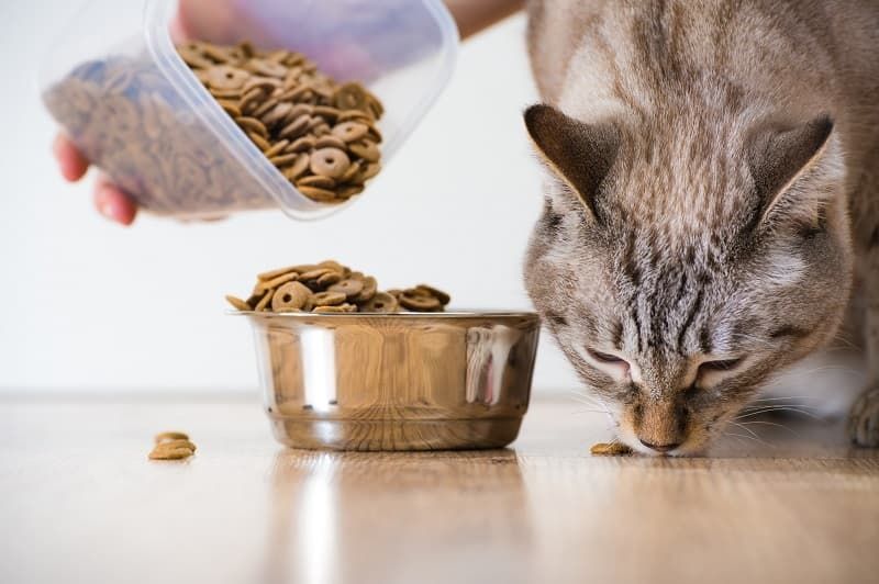 How to mix up your cat’s meal times?