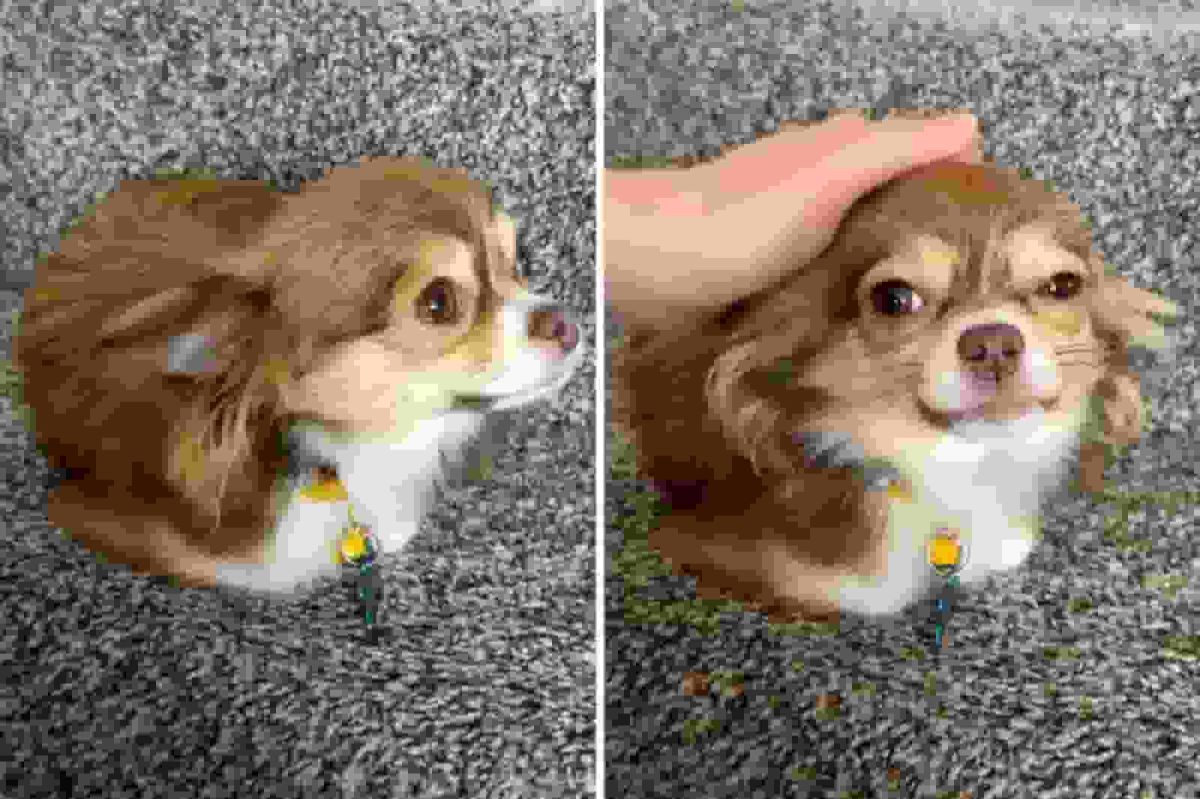 Woman Adopts Chihuahua After Old Owner Passes Away, Then Realizes Something